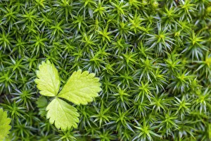 Macro shot of a leaf in the moss in the underwood Macro shot of a leaf in the moss in the underwood