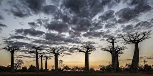 Madagascar, Morondava, Les AllAA┬âAA┬¿e des Baobabs at sundown