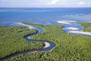 Magrove forests line the coast north of Pemba beside Magrove forests line the coast north of Pemba beside