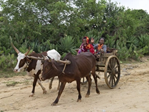 Toliara Gallery: A Malagasy family returns from Tsiombe market in an ox-drawn cart