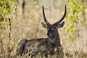 Malawi, Majete Wildlife Reserve. Male waterbuck in the brachystegia woodland Malawi, Majete Wildlife Reserve. Male waterbuck in the brachystegia woodland