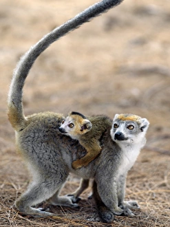 Male crowned lemurs Male crowned lemurs