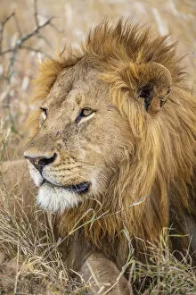 Serengeti National Park Collection: Male Lion, Serengeti National Park, Tanzania