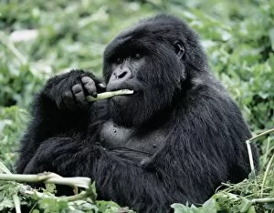 Related Images Collection: A male mountain gorilla (Gorilla gorilla beringei)