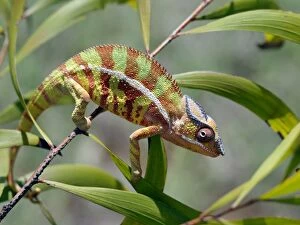 Images Dated 4th January 2006: A male panther chameleon (Furcifer padalis) in breeding colours