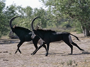 Two male Sable antelopes run across open bush country Two male Sable antelopes run across open bush country