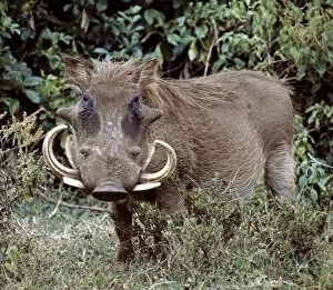 A male warthog in Lake Nakuru National Park