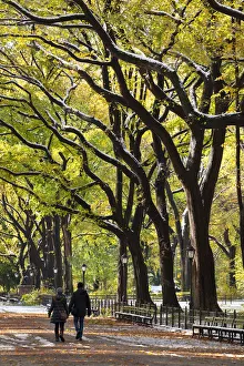 The Mall and Literary Walk with American Elm Trees forming the avenue canopy, New York The Mall and Literary Walk with American Elm Trees forming the avenue canopy, New York
