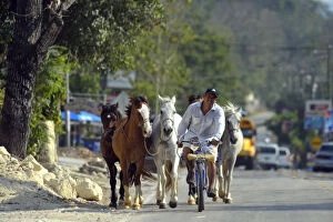 Man on bike leads horses along a road in Peten, Mundo Maya, Guatemala, Central America