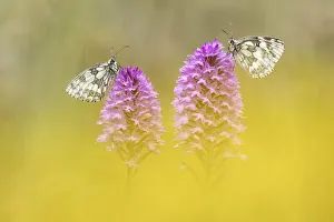 Marbled White (Melanagria galathea) roosting on Pyramidal Orchid (Anacamptis pyramidalis) Marbled White (Melanagria galathea) roosting on Pyramidal Orchid (Anacamptis pyramidalis)