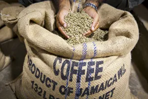 Marley Coffee ready for roasting, Marley Coffee, Kingston, St. Andrew Parish, Jamaica Marley Coffee ready for roasting, Marley Coffee, Kingston, St. Andrew Parish, Jamaica