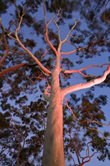 Images Dated 15th July 2009: Mature lemon scented gum trees (Eucalyptus citriodora) in Kings Park, Perth, Western