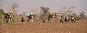 Images Dated 26th July 2012: Merti, Northern Kenya. A nomadic Somali family migrates to find new grazing in drought