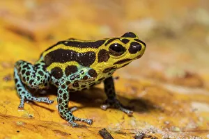 舞台FROGS AWL Print: Mimic Poison Frog in Peruvian Andes (Q3 2024). Art