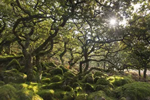 Morning sun shining through Black a Tor Copse, a stunted oak woodland on Dartmoor Morning sun shining through Black a Tor Copse, a stunted oak woodland on Dartmoor