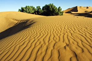 Morocco Merzouga Erg Chebbi Sand Dunes Ripple Morocco Merzouga Erg Chebbi Sand Dunes Ripple