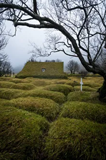 Sudurland Region Gallery: Moss covered cemetery by bare tree at historic Hofskirkja church in Hof village, South