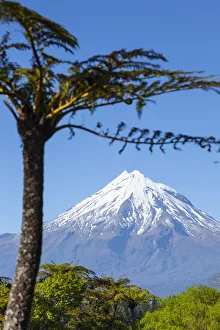 Mount Taranaki (Egmont) framed with Ponga Fern, North Island, New Zealand Mount Taranaki (Egmont) framed with Ponga Fern, North Island, New Zealand