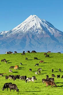 Images Dated 31st March 2014: Mount Taranaki (Egmont) and grazing dairy cows, Taranaki, North Island, New Zealand