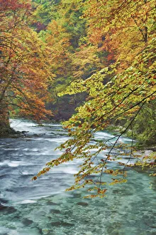 Mountain brook and beech forest in autumn colours - Slovenia, Gorenjska, Bled Mountain brook and beech forest in autumn colours - Slovenia, Gorenjska, Bled