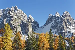Mountain impression larch forest and Cadini di Misurina - Italy, Veneto, Belluno Mountain impression larch forest and Cadini di Misurina - Italy, Veneto, Belluno