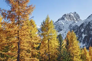 Mountain impression larch forest and Cimon della Stia - Italy, Trentino-Alto Adige Mountain impression larch forest and Cimon della Stia - Italy, Trentino-Alto Adige