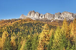 Mountain impression larch forest and Settsass - Italy, Veneto, Belluno Mountain impression larch forest and Settsass - Italy, Veneto, Belluno