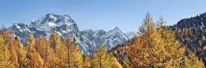 Mountain impression larch forest and Sorapis - Italy, Veneto, Belluno Mountain impression larch forest and Sorapis - Italy, Veneto, Belluno