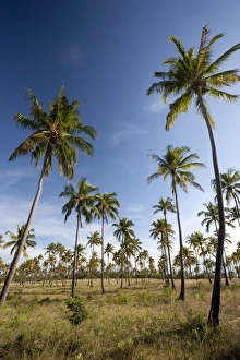 Mozambique, Tofo. Coconut plantations around Tofo Mozambique, Tofo. Coconut plantations around Tofo