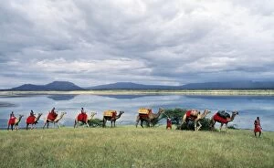 Lake Magadi Collection: Msai men lead a camel caravan laden with equipment