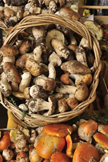Mushrooms (Funghi) in a food market. Rome, Italy Mushrooms (Funghi) in a food market. Rome, Italy