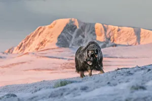 Musk Oxen in Dovrefjell National Park, Oppdal, Norway Musk Oxen in Dovrefjell National Park, Oppdal, Norway
