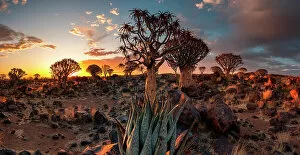 Keetmanshoop Collection: Namibia, Quiver tree (Kokerboom) at sunset - Namibia, Karas, Keetmanshoop, Giants Playground - Namib