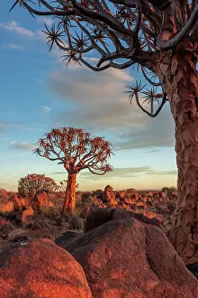 Keetmanshoop Collection: Namibia, Quiver tree (Kokerboom) at sunset - Namibia, Karas, Keetmanshoop, Giants Playground - Namib