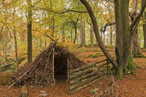 Natural forest shelter in autumnal woodland, Lake District National Park, Cumbria Natural forest shelter in autumnal woodland, Lake District National Park, Cumbria