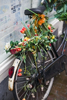 Netherlands, Amsterdam, bicycle covered in tuiips Netherlands, Amsterdam, bicycle covered in tuiips