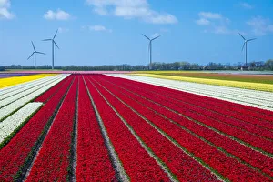 Netherlands, North Holland, Burgerbrug. Bright red tulip field in spring Netherlands, North Holland, Burgerbrug. Bright red tulip field in spring