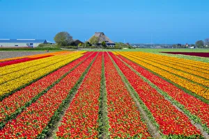 Netherlands, North Holland, Den Helder. Rows of colorful flowering tulips in a bulb Netherlands, North Holland, Den Helder. Rows of colorful flowering tulips in a bulb
