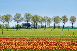 Netherlands, North Holland, Ursem. Tulips in bloom in front of a rural farm Netherlands, North Holland, Ursem. Tulips in bloom in front of a rural farm