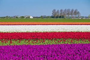 Netherlands, North Holland, Venhuizen. Colorful tulip fields in early spring Netherlands, North Holland, Venhuizen. Colorful tulip fields in early spring