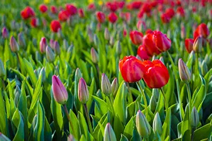 Netherlands, South Holland, Lisse. Dutch tulips in bloom in a bulb field in early spring Netherlands, South Holland, Lisse. Dutch tulips in bloom in a bulb field in early spring