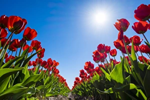 Netherlands, South Holland, Nordwijkerhout. Red Dutch tulips in bloom against a blue sky Netherlands, South Holland, Nordwijkerhout. Red Dutch tulips in bloom against a blue sky