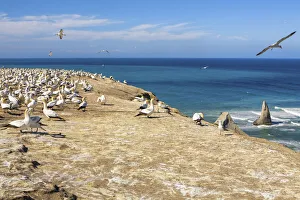 New Zealand, North Island, Cape Kidnappers, Northern Gannet New Zealand, North Island, Cape Kidnappers, Northern Gannet