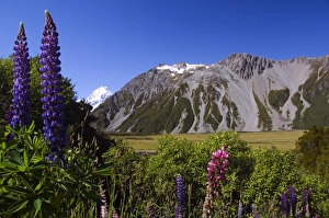 New Zealand, South Island, Mackenzie Country