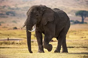 Ngorongoro Conservation Area 32 Collection: Ngorongoro Conservation Area, Tanzania, Africa. African bush elephant