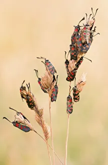 The nocturnal roost of twenty-one specimens of Moth (Zygaena carniolica) The nocturnal roost of twenty-one specimens of Moth (Zygaena carniolica)