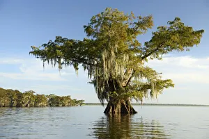North America; USA; American; South; Seep South; Louisiana; Jefferson Parish; St North America; USA; American; South; Seep South; Louisiana; Jefferson Parish; St