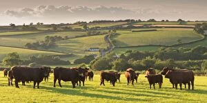 Images Dated 28th July 2014: North Devon Red Ruby cattle herd grazing in the rolling countryside, Black Dog, Devon, England