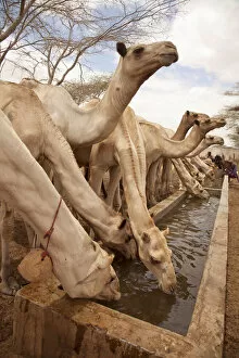 Images Dated 26th July 2012: North of Merti, Northern Kenya. Camels drink at a northern watering hole