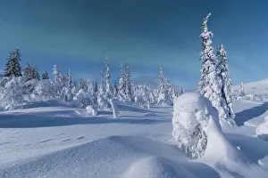 Northern lights on forest covered with snow, Pallas-Yllastunturi National Park, Muonio Northern lights on forest covered with snow, Pallas-Yllastunturi National Park, Muonio